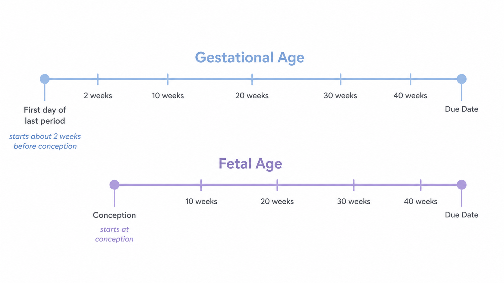 Simple diagram showing gestational age starting at the last period and fetal age starting about two weeks later