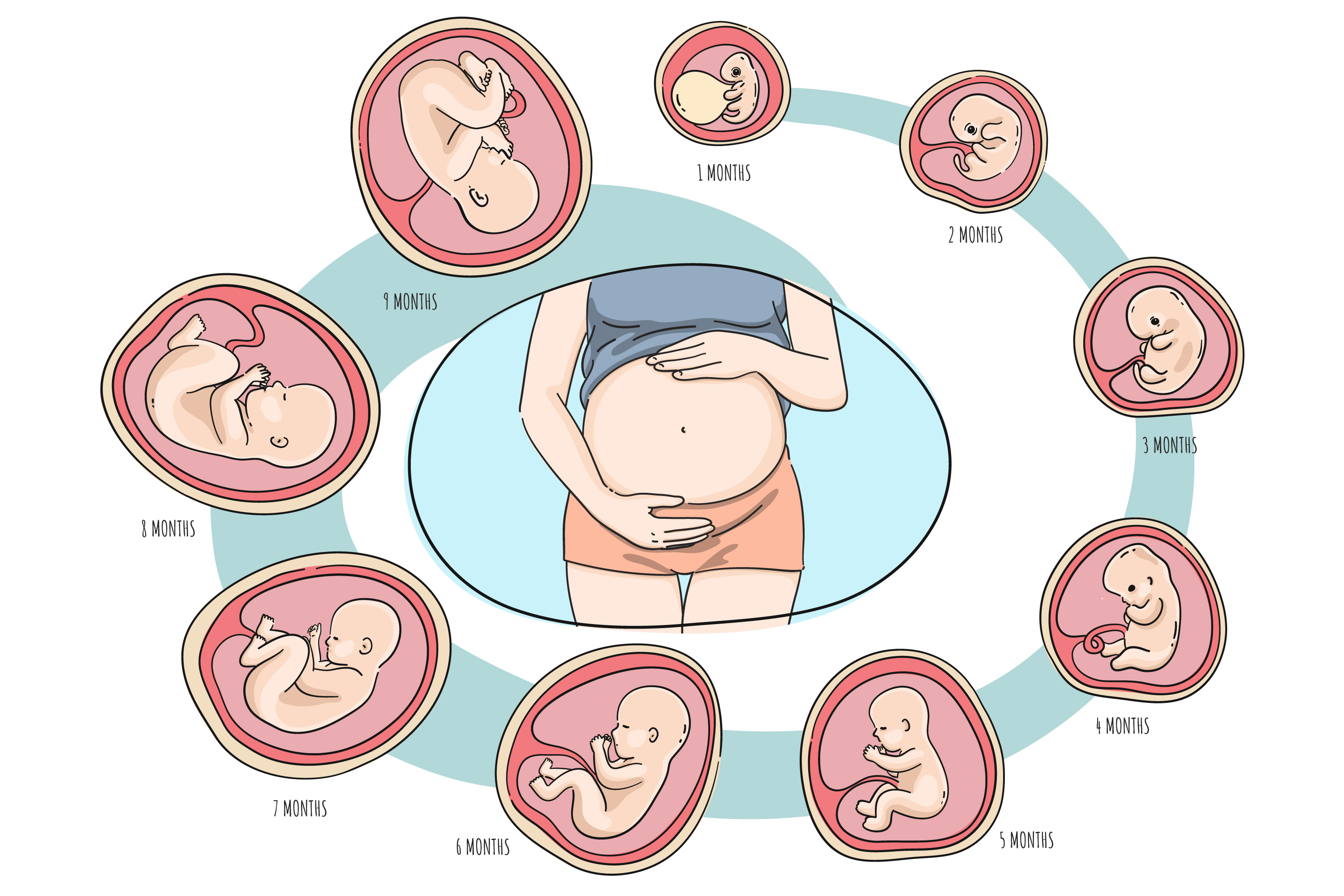 Pregnancy stages