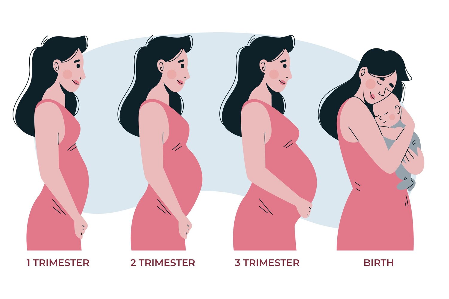 why pregnancy is divided into trimesters