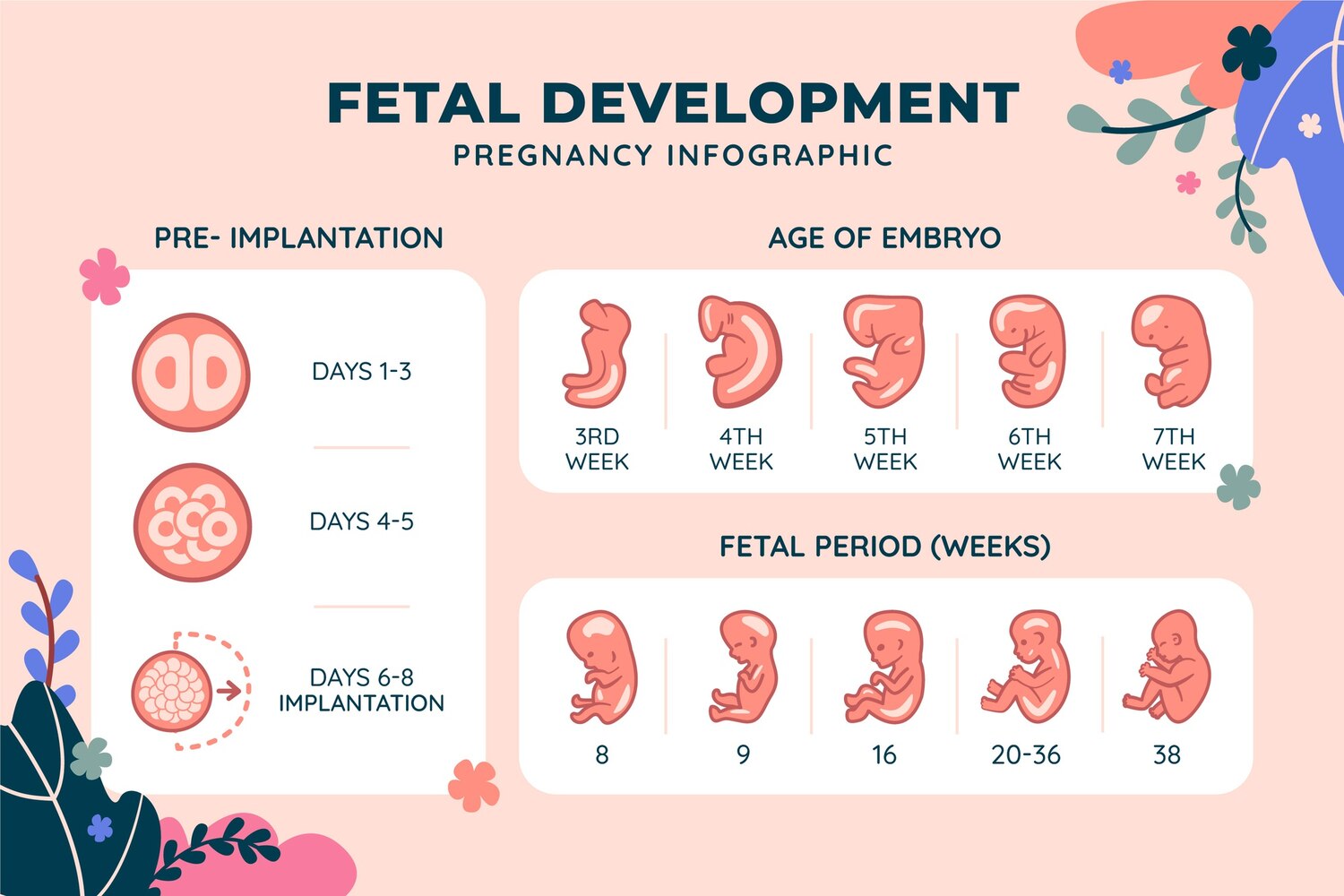 pregnancy calculator